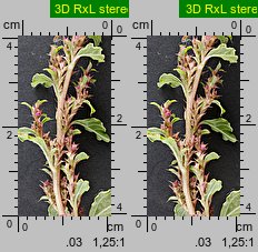 Amaranthus albus (szarłat biały)