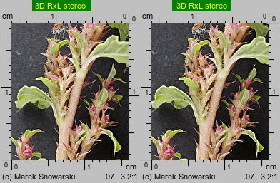 Amaranthus albus (szarłat biały)