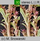 Amaranthus albus (szarłat biały)