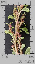 Amaranthus albus (szarłat biały)