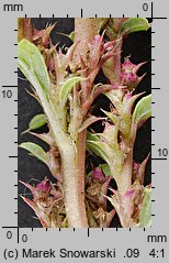 Amaranthus albus (szarłat biały)