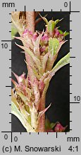 Amaranthus albus (szarłat biały)