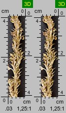 Amaranthus albus (szarłat biały)