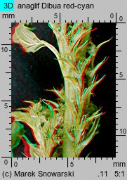 Amaranthus albus (szarłat biały)