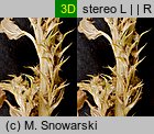 Amaranthus albus (szarłat biały)