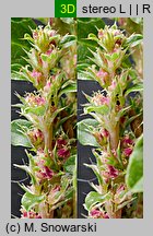 Amaranthus albus (szarłat biały)