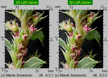 Amaranthus albus (szarłat biały)