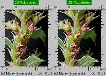 Amaranthus albus (szarłat biały)