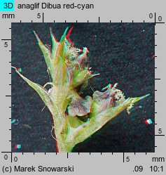 Amaranthus albus (szarłat biały)