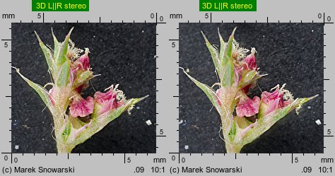 Amaranthus albus (szarłat biały)