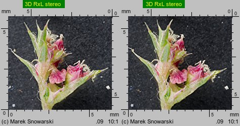 Amaranthus albus (szarłat biały)