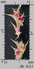 Amaranthus albus (szarłat biały)