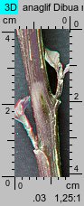 Amaranthus cruentus (szarłat wyniosły)