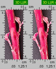 Amaranthus cruentus (szarłat wyniosły)