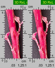 Amaranthus cruentus (szarłat wyniosły)