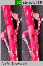 Amaranthus cruentus (szarłat wyniosły)