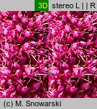 Amaranthus cruentus (szarłat wyniosły)