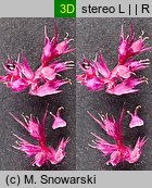 Amaranthus cruentus (szarłat wyniosły)