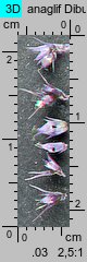 Amaranthus cruentus (szarłat wyniosły)