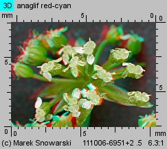 Apium nodiflorum (selery węzłobaldachowe)