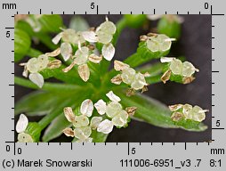 Apium nodiflorum (selery węzłobaldachowe)