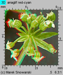 Apium nodiflorum (selery węzłobaldachowe)