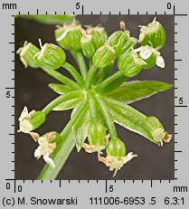 Apium nodiflorum (selery węzłobaldachowe)