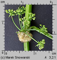 Apium nodiflorum (selery węzłobaldachowe)