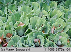 Pistia stratiotes (pistia rozetkowa)