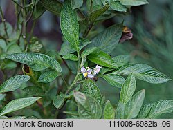 Solanum muricatum (pepino)