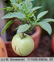 Solanum muricatum (pepino)