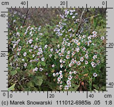 Symphyotrichum novi-belgii (aster nowobelgijski)