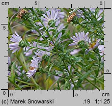 Symphyotrichum novi-belgii (aster nowobelgijski)