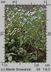 Symphyotrichum novi-belgii (aster nowobelgijski)