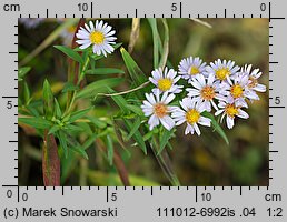 Symphyotrichum novi-belgii (aster nowobelgijski)