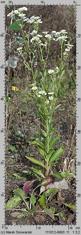 Erigeron annuus ssp. annuus (przymiotno białe typowe)