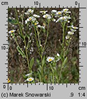 Erigeron annuus ssp. annuus (przymiotno białe typowe)