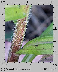 Erigeron annuus ssp. annuus (przymiotno białe typowe)