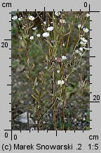 Erigeron annuus ssp. septentrionalis (przymiotno białe północne)