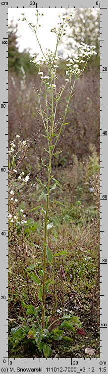 Erigeron annuus ssp. annuus (przymiotno białe typowe)