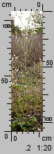 Erigeron annuus ssp. annuus (przymiotno białe typowe)