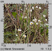 Erigeron annuus ssp. septentrionalis (przymiotno białe północne)