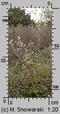 Erigeron annuus ssp. septentrionalis (przymiotno białe północne)