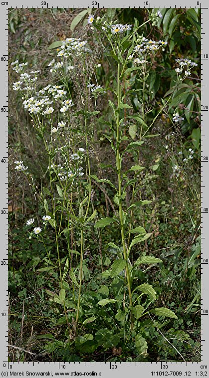 Erigeron annuus ssp. septentrionalis (przymiotno białe północne)