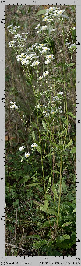 Erigeron annuus ssp. septentrionalis (przymiotno białe północne)