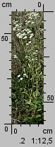Erigeron annuus ssp. septentrionalis (przymiotno białe północne)