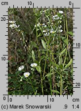 Erigeron annuus ssp. annuus (przymiotno białe typowe)