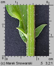 Erigeron annuus ssp. annuus (przymiotno białe typowe)