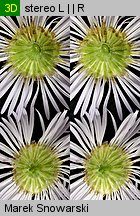 Erigeron annuus ssp. annuus (przymiotno białe typowe)