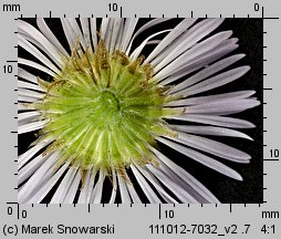 Erigeron annuus ssp. annuus (przymiotno białe typowe)